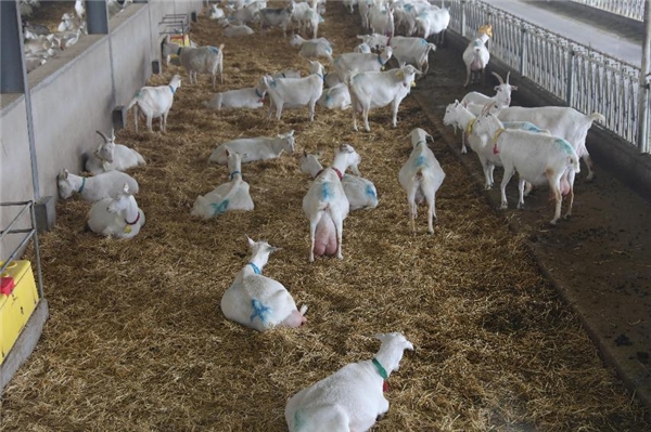陕西推动“领头羊”经济 助力羊乳品牌走向国际