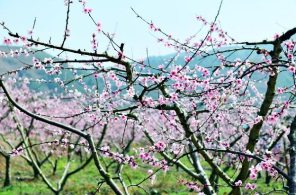 涌泉桃花开·中华花朝节，看桃花、选花仙于3月15日盛世开幕