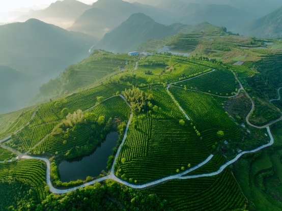 2023年天台山云雾茶开茶节即将启幕