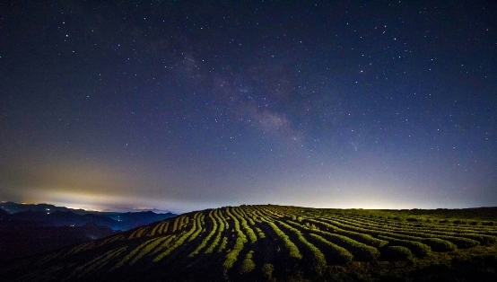 2023年天台山云雾茶开茶节即将启幕