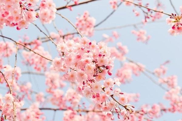  搞懂花卉“生物钟”,墨迹天气带你开启春日赏花模式