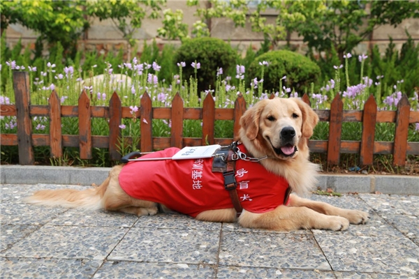 再捐600kg犬粮，耐吉斯助力中国导盲犬，一直在路上