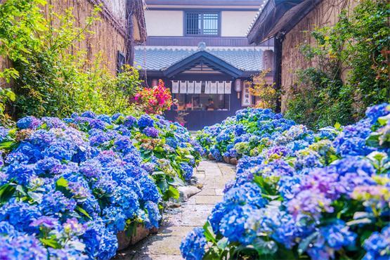 拈花湾打造“赏花经济”新模式，美学传播助力产业迭代升级