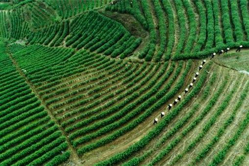 “心田一茶园 长在云雾间” 天台山心灵之旅云雾茶旅线路重磅推出