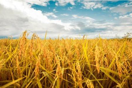 扎根黑土地助推农业发展，十月稻田如何能成为产业典范?