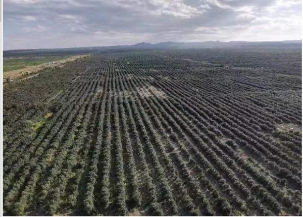 童话边城焕新景 汇源布尔津沙棘产业再升级