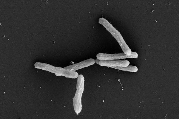 喜报！五粮液又发现一株新菌种，命名为“产香梭状芽孢杆菌”