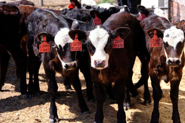 10万亩“大别墅”孕育天山脚下快乐牛 智慧牧场为肉牛产业提质增效