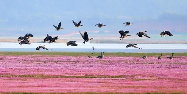 雁回人圆——“鄱阳湖淡水健康和湿地保护项目”侧记