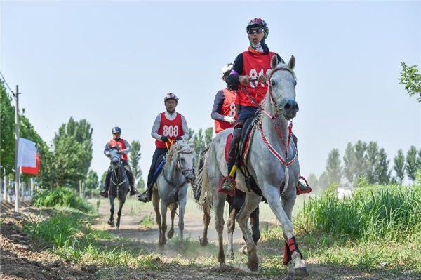  中国马术协会耐力达标赛在永清开赛 国际马联精英骑手贾惠林任赛事总指挥