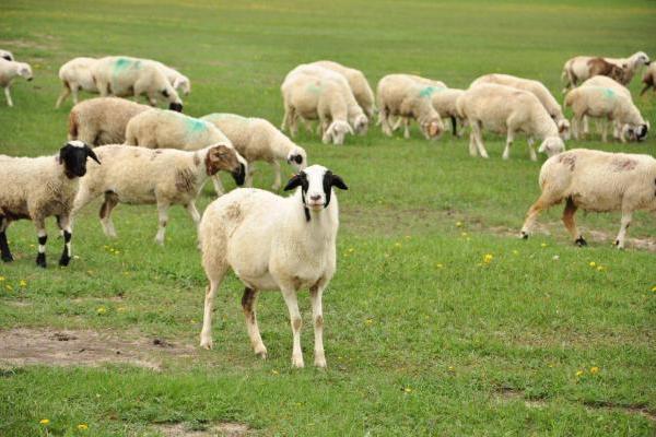 三大特质成就草原羊“黄金名片”，乌虎羊解锁中国高端羊肉独特美味