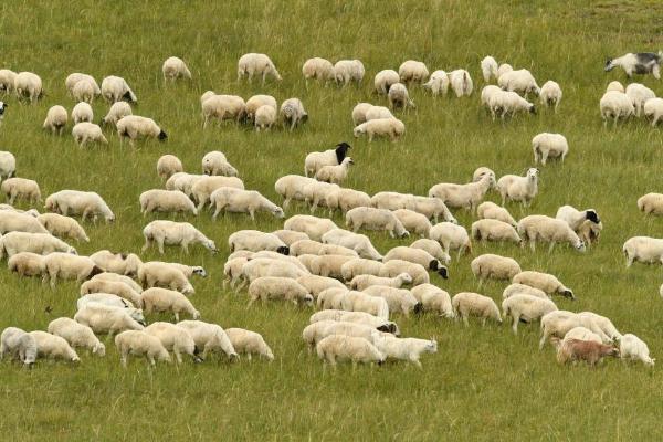 三大特质成就草原羊“黄金名片”，乌虎羊解锁中国高端羊肉独特美味