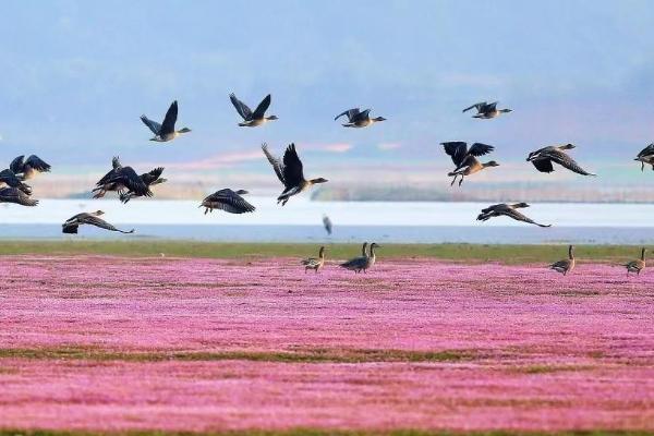 雁回人圆——“鄱阳湖淡水健康和湿地保护项目”侧记