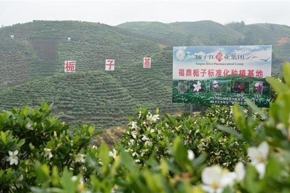中药材长成农民增收“摇钱树”，扬子江药业集团助力乡村振兴跑出“加速度”
