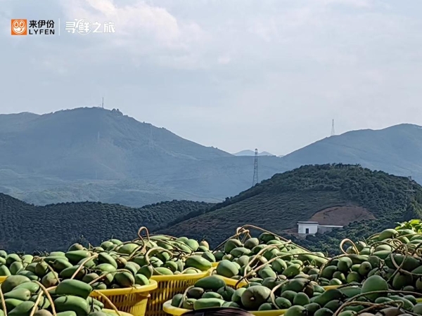 来伊份果干溯源之旅：高颜值与高营养并存的零食，究竟是怎样的？