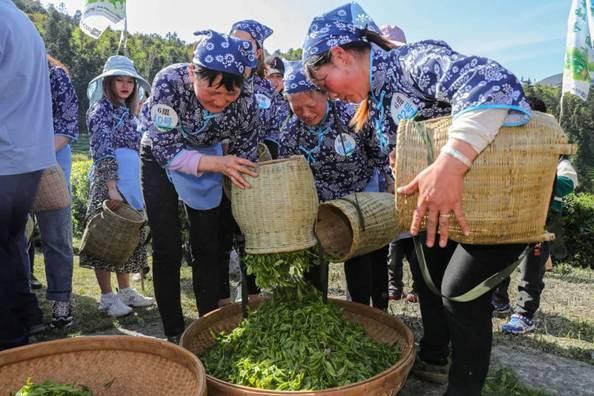 中国•武隆首届玩茶荟活动将于8月上旬在仙女山启幕