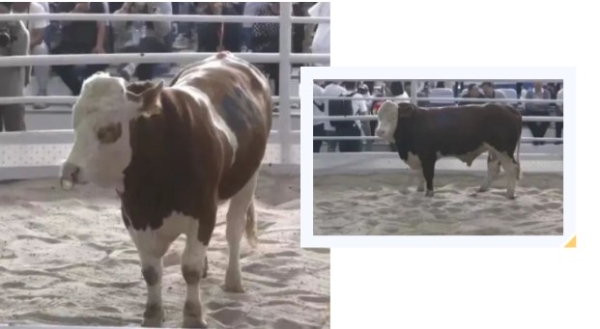 一头牛66万成交！第四届全国种公牛拍卖会在乌拉盖管理区顺利举办