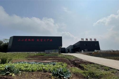 江津区：着力补链强链助推花椒产业高质量发展