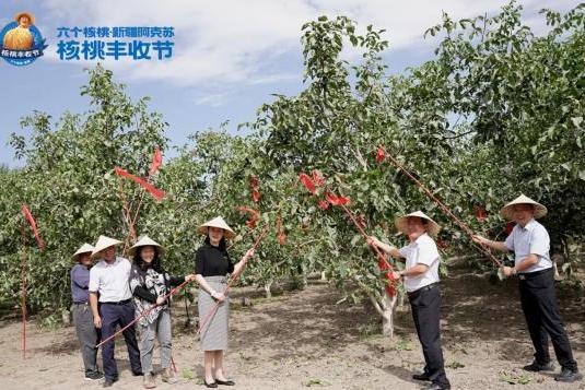 核桃产地好，才有好核桃！六个核桃·新疆阿克苏温宿核桃丰收节开幕