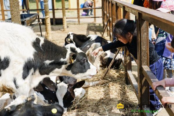 乳制品行业周期性调整下，认养一头牛保持稳健增长 