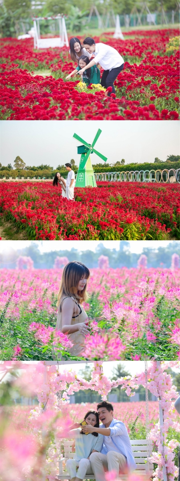 万紫千红迎国庆，花好月圆贺中秋，打卡广东盈香醉美中国红