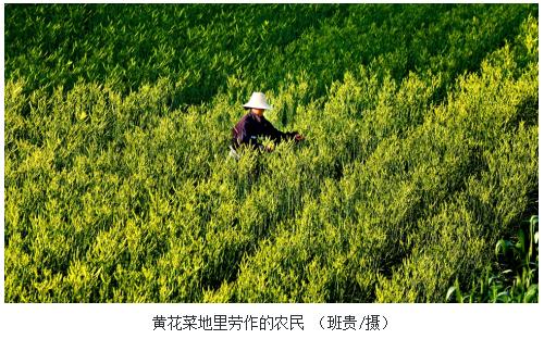 当肯德基“助力”黄花菜一碗暖心粥 舌尖上的传统