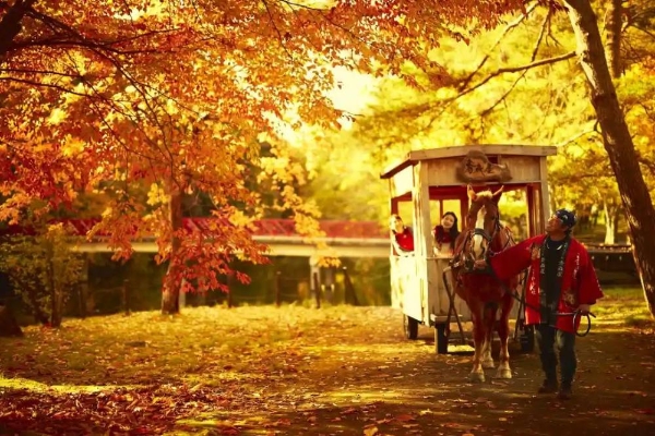 红叶和苹果即将登场，开启青森风情的秋日时光