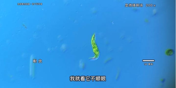 小伙在抖音拍微生物走红，作品走入中学课堂、获央视点赞