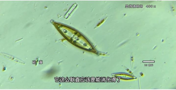 小伙在抖音拍微生物走红，作品走入中学课堂、获央视点赞