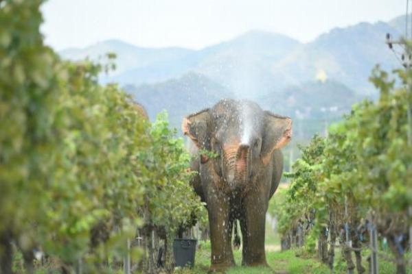 Monsoon Valley 奢华酒庄之旅：至臻品味－泰国首屈一指的葡萄酒