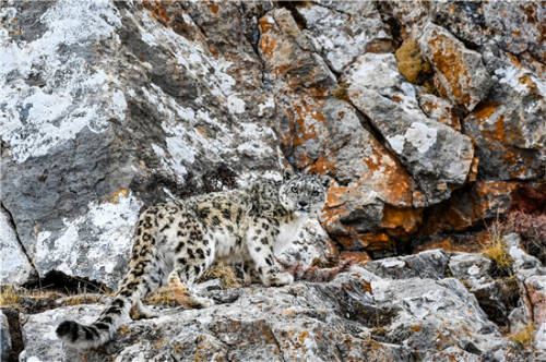 卡地亚自然保护项目（Cartier for Nature）携手中国绿化基金会，持续致力雪豹保护
