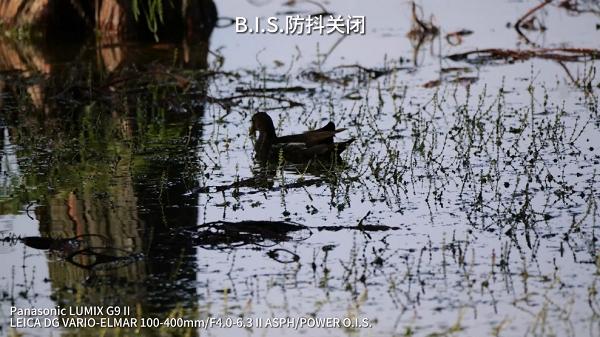 拍鸟新贵登场 松下LUMIX G9M2评测