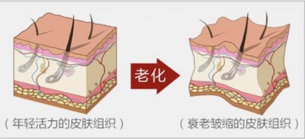 淡纹紧致，细腻肌肤，珀莱雅能量面霜带来深层抗老体验