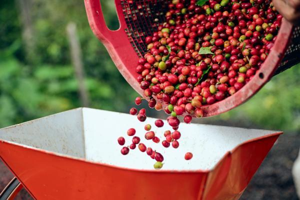 寻豆印尼 | 当地咖农视若珍宝的高品质咖啡豆，被瑞幸带回来了？