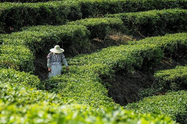 拒绝香精茶 喜茶联合深圳市标准院发起真茶应用研究