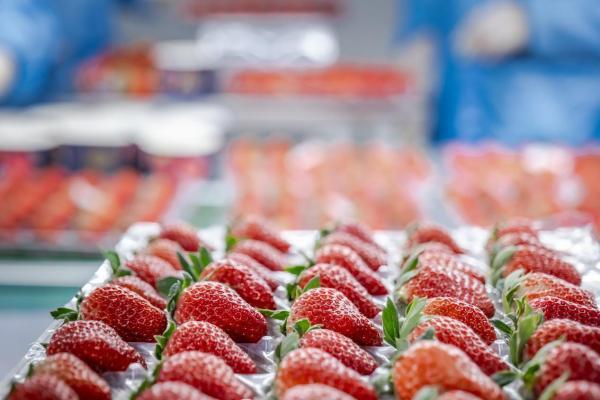 百果园打造超级草莓季，招牌红芭蕾等多款草莓轮番上市