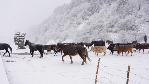 重庆仙女山银装素裹美不胜收 景区积极应对除雪忙