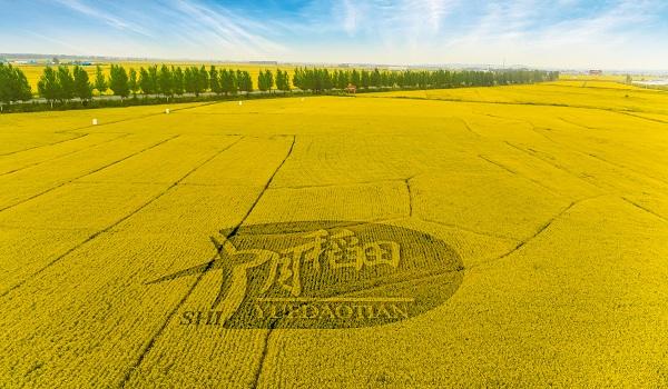 十月稻田的2023：以进促稳，向新迸发
