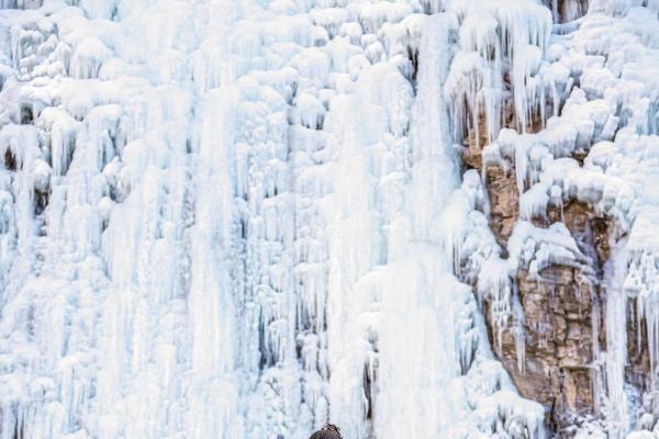 波司登牵手中国冰雪| 以花滑冰舞续写温暖新篇章