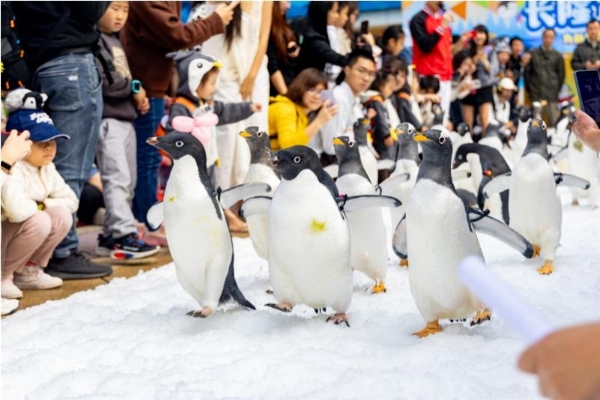 长隆企鹅酒店盛大举行帝企鹅“毕业”首展，引领游客探索南极生态奥秘