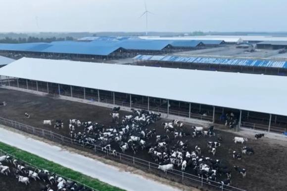 认养一头牛数智化牧场：提升牛奶品质的中国智慧