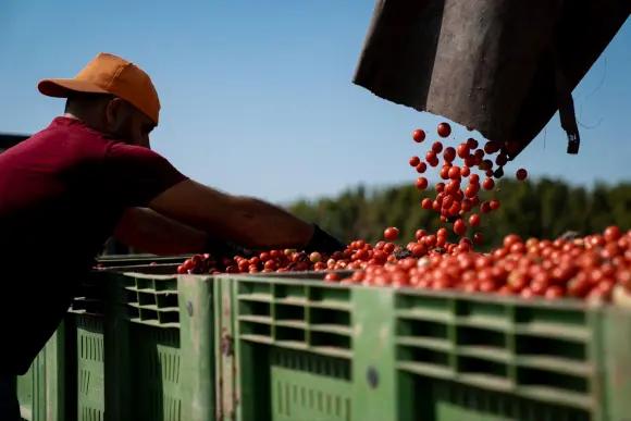 意大利知名番茄制品品牌慕意Mutti抗逆而行，2023年番茄加工季成功收官