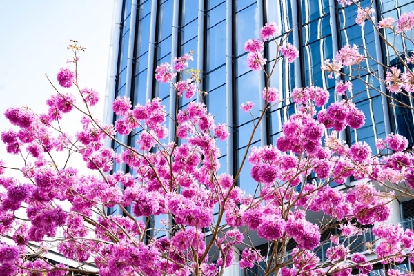 前海超甲级写字楼|绿色生态办公空间，来华海收集春日的浪漫 