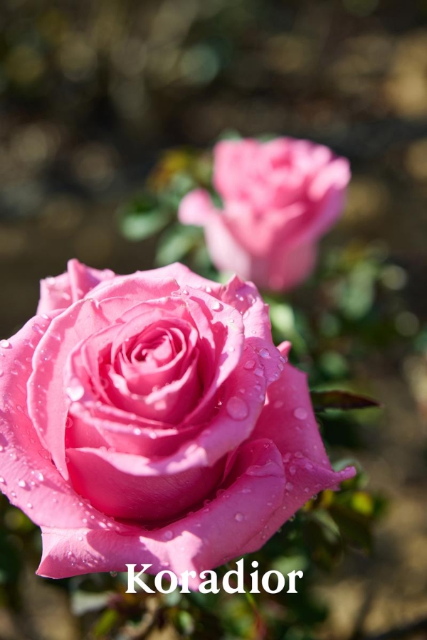  十年花期已至，Koradior珂莱蒂尔推出因浪漫而生的Kora Rose珂莱尔玫瑰