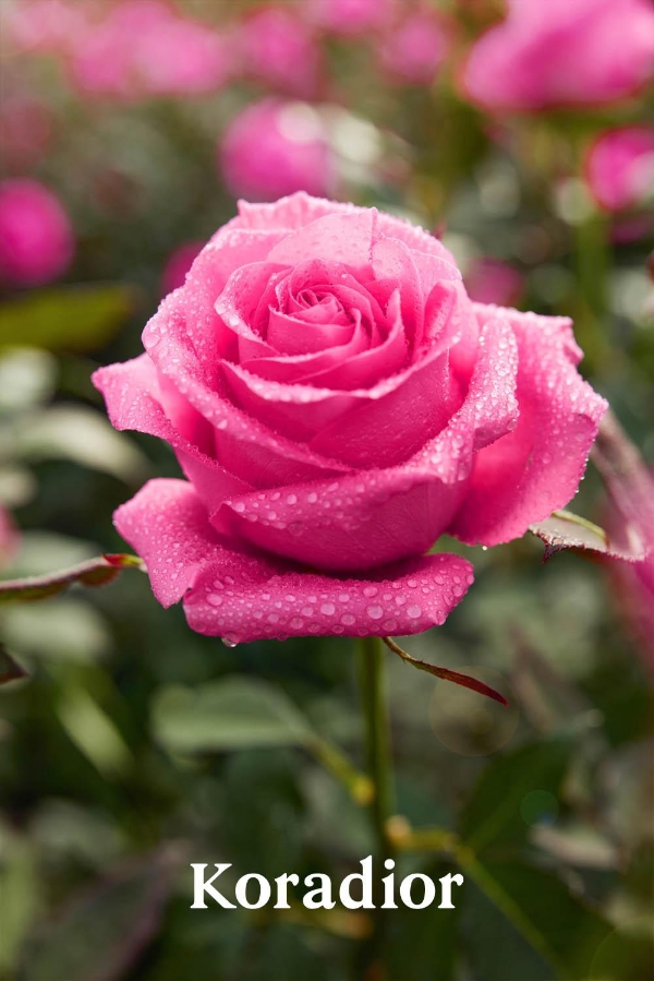  十年花期已至，Koradior珂莱蒂尔推出因浪漫而生的Kora Rose珂莱尔玫瑰