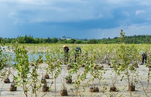 滨海生态再添新绿 各方聚力共护生物多样性 马爹利在琼粤两地同步启动红树林保护项目第三阶段工作