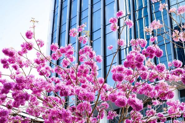 前海超甲级写字楼|绿色生态办公空间，来华海收集春日的浪漫 