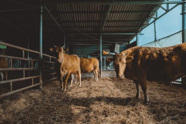 用数字化工具守护牛群健康：印尼HOB养牛场的实践