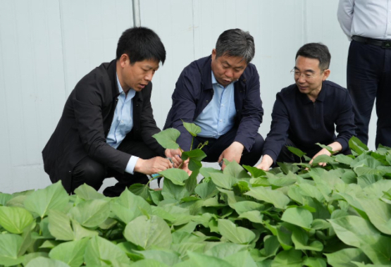  徐州农科院领导及甘薯体系专家莅临慧谷农业，产业成就收获好评 
