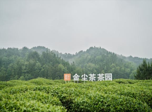 世界茶日 | 杨洋溯源金尘茶贵州茶园，推广中式新茶饮